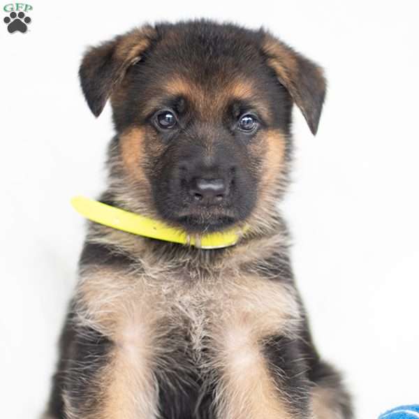 Jordan, German Shepherd Puppy